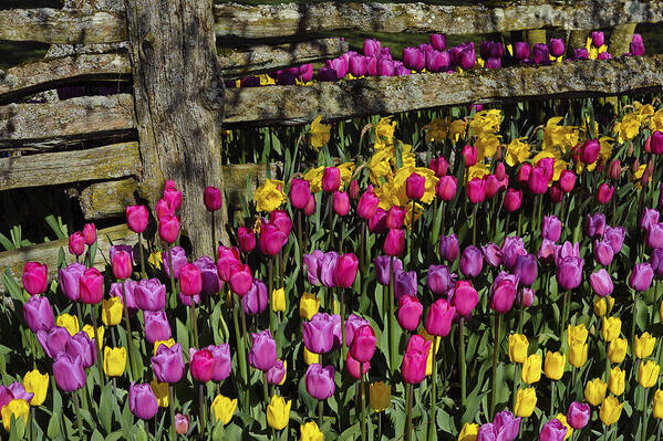 Tulips Art Print featuring the photograph Tulips and Fence by David Lunde