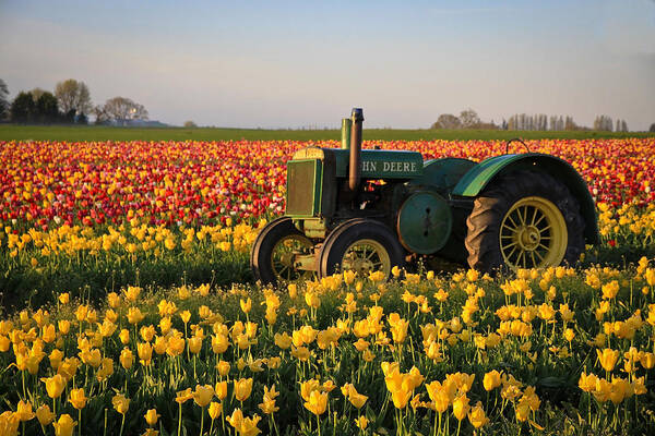 Flowers Art Print featuring the photograph Tulips and Tractors by Steve McKinzie