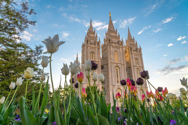 Utah Art Print featuring the photograph Tulips at the Temple by Dustin LeFevre