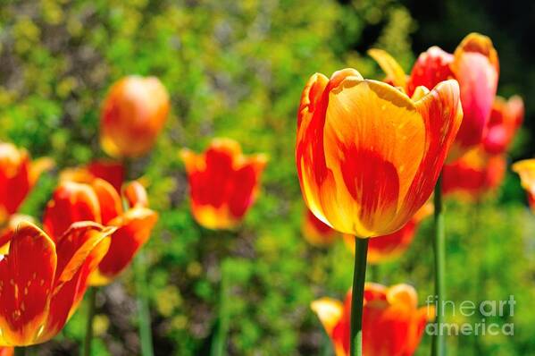 Tulips Art Print featuring the photograph Tulips by Joe Ng