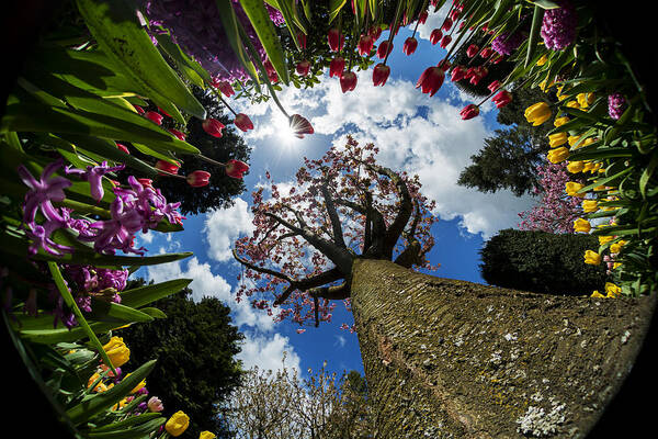 Tulips Art Print featuring the photograph Tulips under a cherry tree by Yoshiki Nakamura