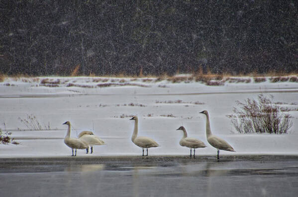 Tundra Swans Art Print featuring the photograph Tundra Swans in the Snow by Beth Venner