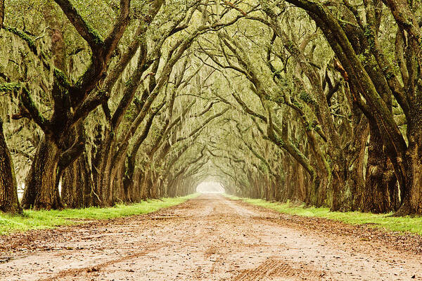 Oak Trees Art Print featuring the photograph Tunnel in the Trees by Scott Pellegrin