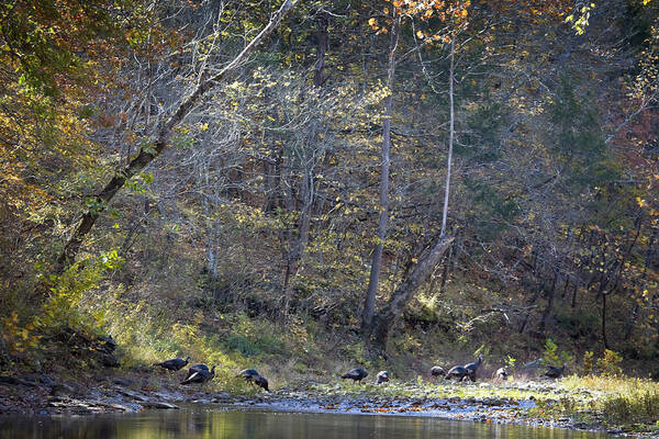 Wild Turkey Art Print featuring the photograph Turkey Crossing at Big Hollow by Michael Dougherty