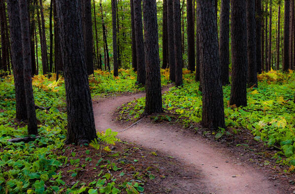 early Fall fall Colors forest Trees autumn Forest amity Woods Duluth Minnesota Nature Serenity Magic Changes greeting Cards nature Greeting Cards Woods mary Amerman Art Print featuring the photograph Turning by Mary Amerman