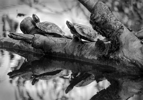 Turtles Art Print featuring the photograph Turtle BFFs BW By Denise Dube by Denise Dube