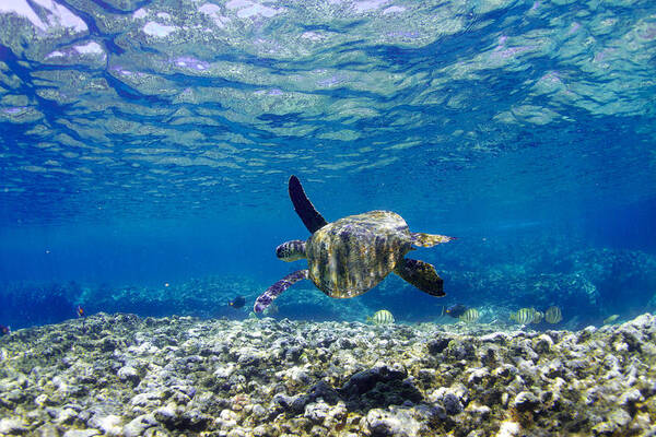 Sea Art Print featuring the photograph Turtle Cruise by Sean Davey