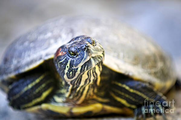 Turtle Art Print featuring the photograph Turtle by Elena Elisseeva