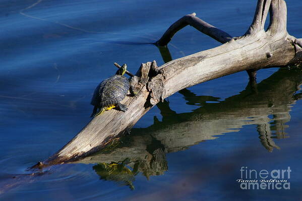 Turtle Art Print featuring the photograph Turtle Sun by Tannis Baldwin