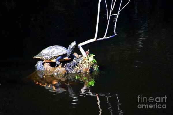 Turtles Art Print featuring the photograph Turtle tanning by Cindy Manero