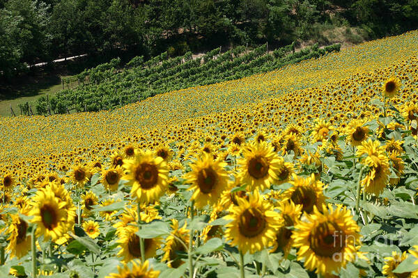 Sunflower Art Print featuring the photograph Tuscan Sunflowers by Holly C. Freeman