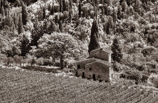 Tuscany Art Print featuring the photograph Tuscan Vinyard by Michael Kirk