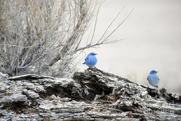 Mountain Bluebirds Art Print featuring the photograph Twice as Happy by Deby Dixon