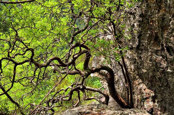 Twisted Tree Art Print featuring the photograph Twisted by Laureen Murtha Menzl