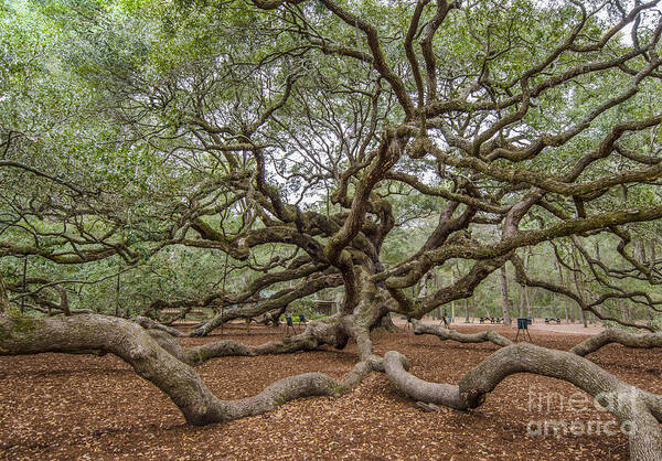Angel Oak Tree Art Print featuring the photograph Twisted Limbs by Dale Powell