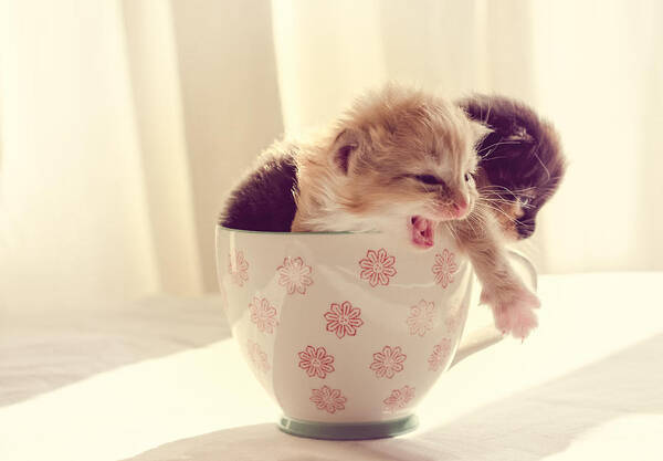 Two Art Print featuring the photograph Two Cute Kittens in a Cup by Spikey Mouse Photography