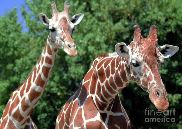 Giraffe Art Print featuring the photograph Two Giraffes by Kathleen Struckle