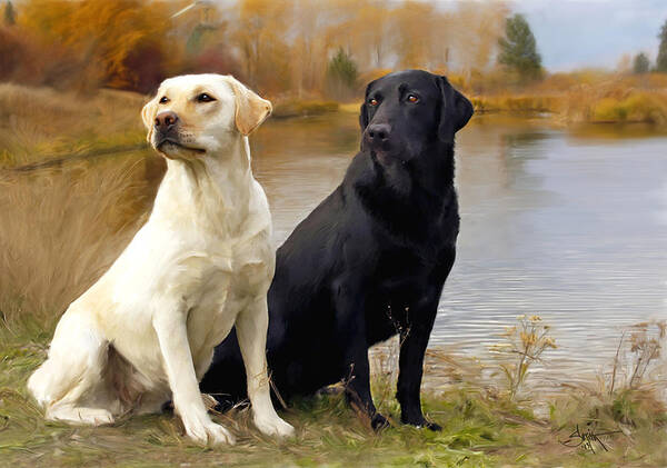 Two Art Print featuring the painting Two Labs by Rob Smith's