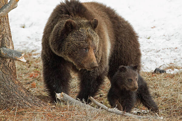 Grizzly Bear Art Print featuring the photograph Two of a Kind by Sandy Sisti