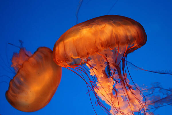 two Sea Nettles Art Print featuring the photograph Two Sea Nettles by Donna Corless