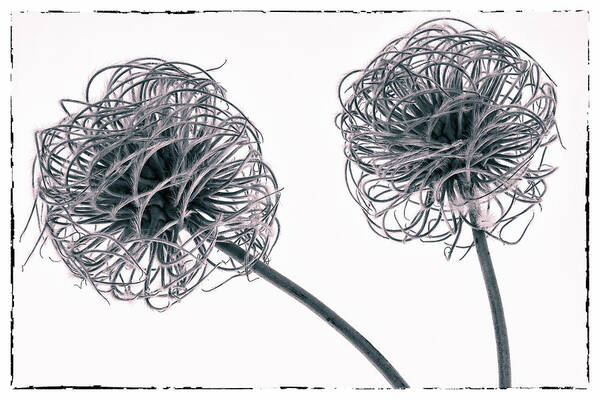 Black And White Art Print featuring the photograph Two Seeds by Tony Locke