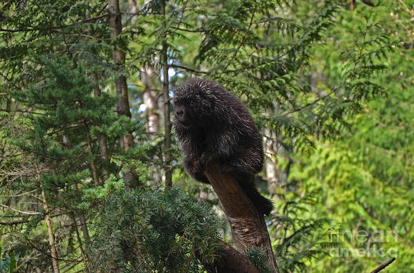 Porcupine Art Print featuring the photograph Uh oh by Frank Larkin