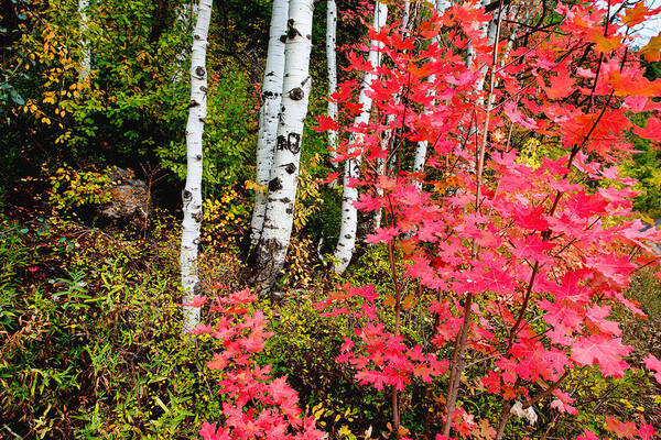 Uinta Colors Art Print featuring the photograph Uinta Colors by Chad Dutson