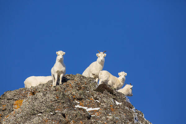 Adult Art Print featuring the photograph Under The Blues Skies of Winter by Tim Grams