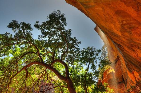 Zion Art Print featuring the photograph Underneath The Emerald Pools - Zion National Park - Utah by Bruce Friedman