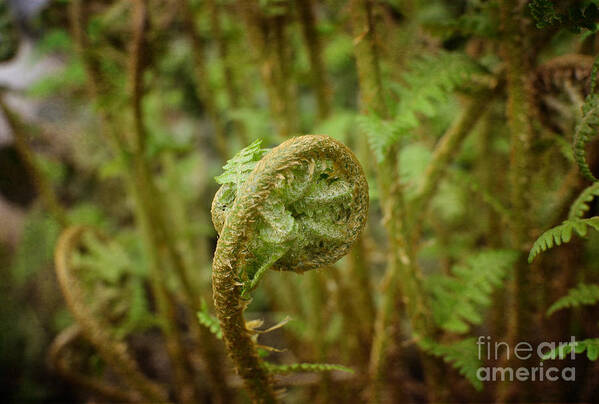  Art Print featuring the photograph Unfurling Fern in the Garden by Maria Janicki
