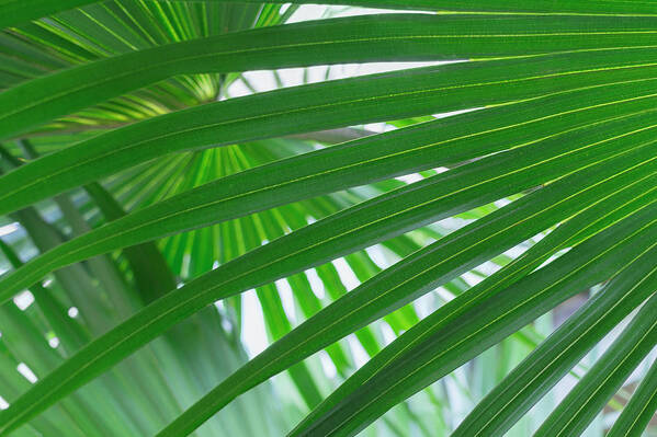 Outdoors Art Print featuring the photograph Usa, Florida, Close Up Of Palm Leaf by Kristin Lee