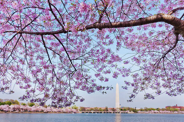 Scenics Art Print featuring the photograph Usa, Washington Dc, Cherry Tree In by Tetra Images