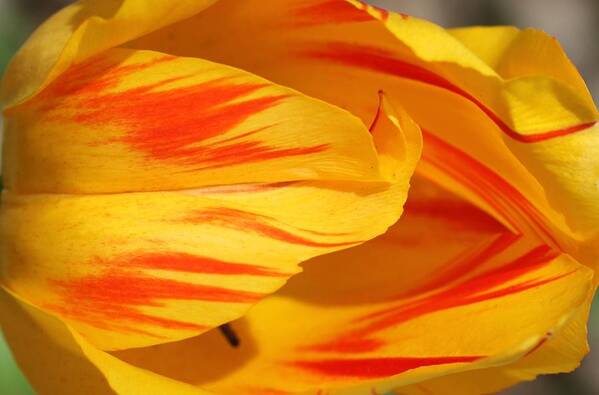 Tulip Art Print featuring the photograph Variegated Tulip 2 by Andrea Lazar