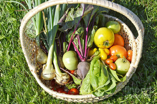 Vegetables Art Print featuring the photograph Veggie Delight by Traci Cottingham