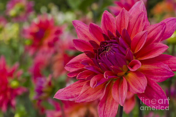 Dahlia Art Print featuring the photograph Vibrant Dahlias at Ferncliff by Maria Janicki
