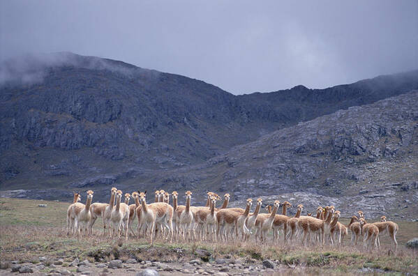 Feb0514 Art Print featuring the photograph Vicuna Bachelors Peruvian Andes Peru by Tui De Roy