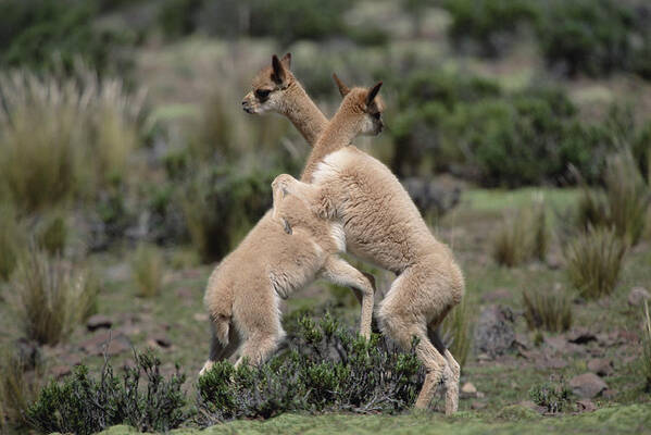 Feb0514 Art Print featuring the photograph Vicuna Young Play-fighting Peruvian by Tui De Roy