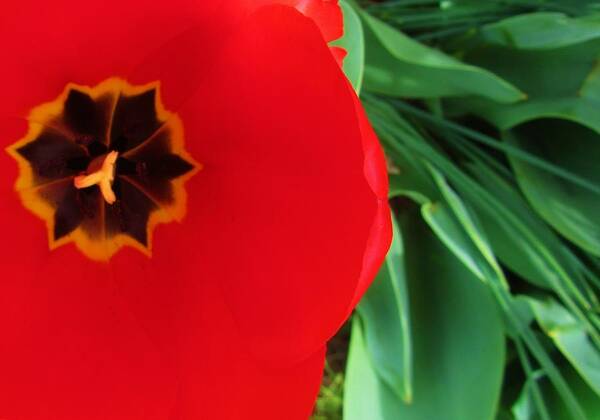 Red Art Print featuring the photograph View of Tulip by Jeannie Allerton