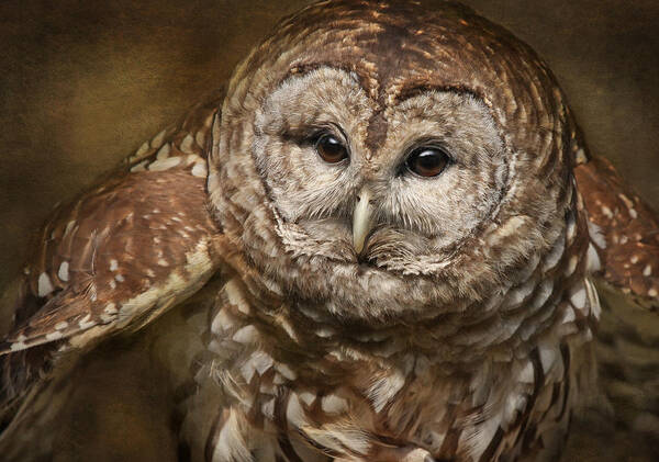 Owls Art Print featuring the photograph Vilma Up Close by Pat Abbott