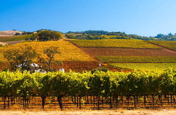 Vineyard Art Print featuring the photograph Vineyard Colors by Kathleen McGinley