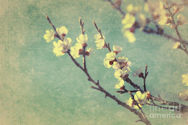 Blossom Art Print featuring the photograph Vintage cherry blossom by Jelena Jovanovic