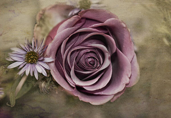 Rose Art Print featuring the photograph Violet Rose by Patricia Dennis