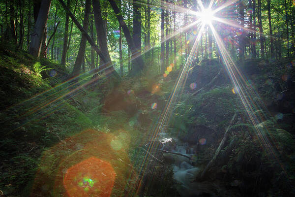 Tranquility Art Print featuring the photograph Virgin Forest With Sunrays by Rudolf Vlcek