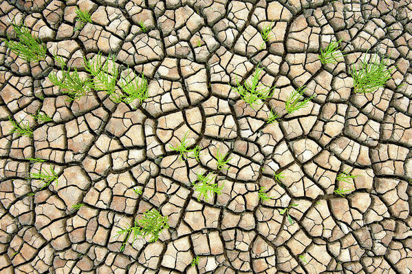 Cracks Art Print featuring the photograph Wadden Sea Structures by Piet Haaksma