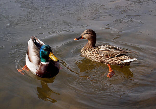 Duck Art Print featuring the photograph Wading Ducks by Rona Black