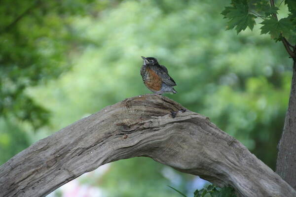 Bird Art Print featuring the photograph Baby Robin Waiting for Mom by Valerie Collins