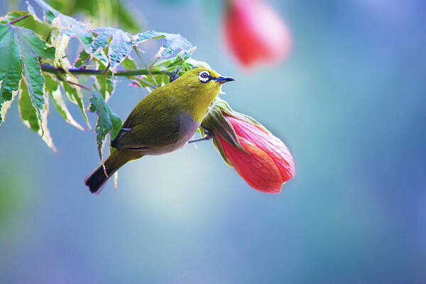 Animal Themes Art Print featuring the photograph Waiting For Someone - by Srivatsaa