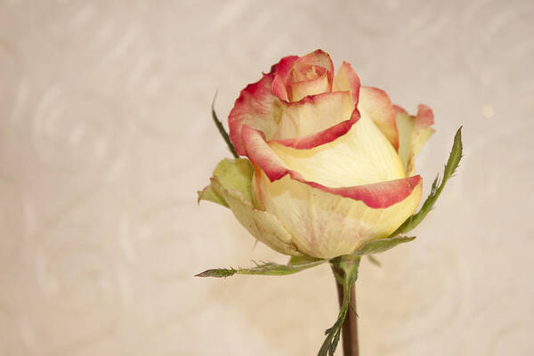 Rose Art Print featuring the photograph Waiting For The Unfurling by Sandra Foster