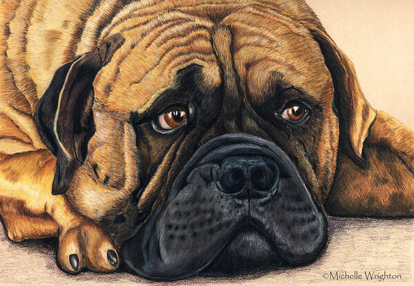 Bullmastiff Art Print featuring the painting Waiting Bullmastiff Drawing by Michelle Wrighton