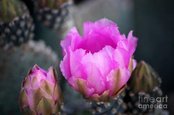 Cactus Art Print featuring the photograph Waking by Marcia Breznay